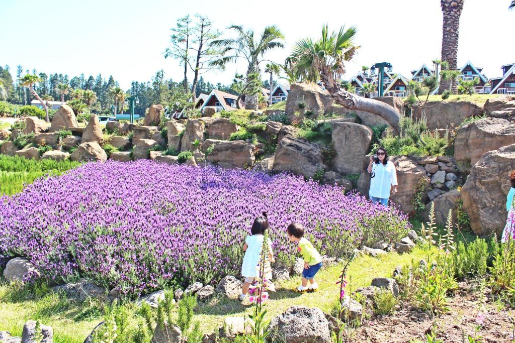 Jeju Hotel - Jungmun Log Pension and Resort accommodation view