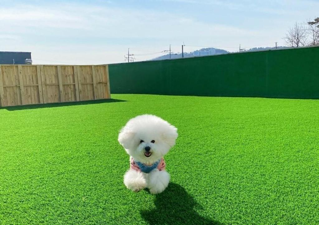 Youngheungdo Glamdog Pet Friendly image